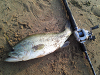 琵琶湖で釣った